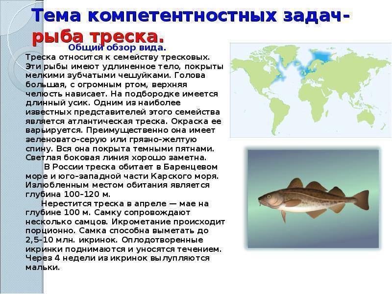 Хоки — рыба семейства мерлузовых. чем она полезна, может ли быть от нее вред, и как ее лучше приготовить?
