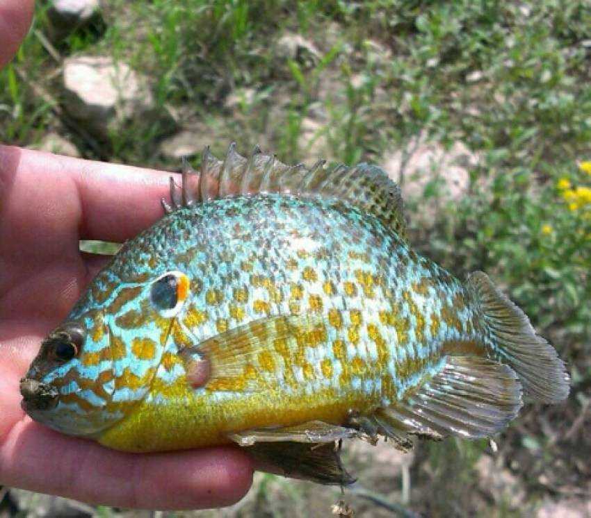 Окунь солнечный синежаберный фото и описание – каталог рыб, смотреть онлайн