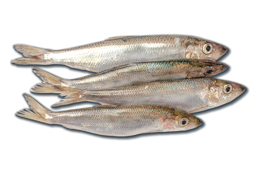 Рыба салака: описание, особенности ловли, рецепты приготовления