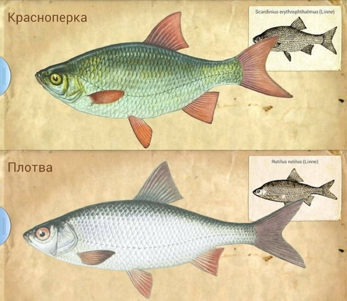 Рыба красноперка — как выглядит, образ жизни, виды (морская, пресноводная)