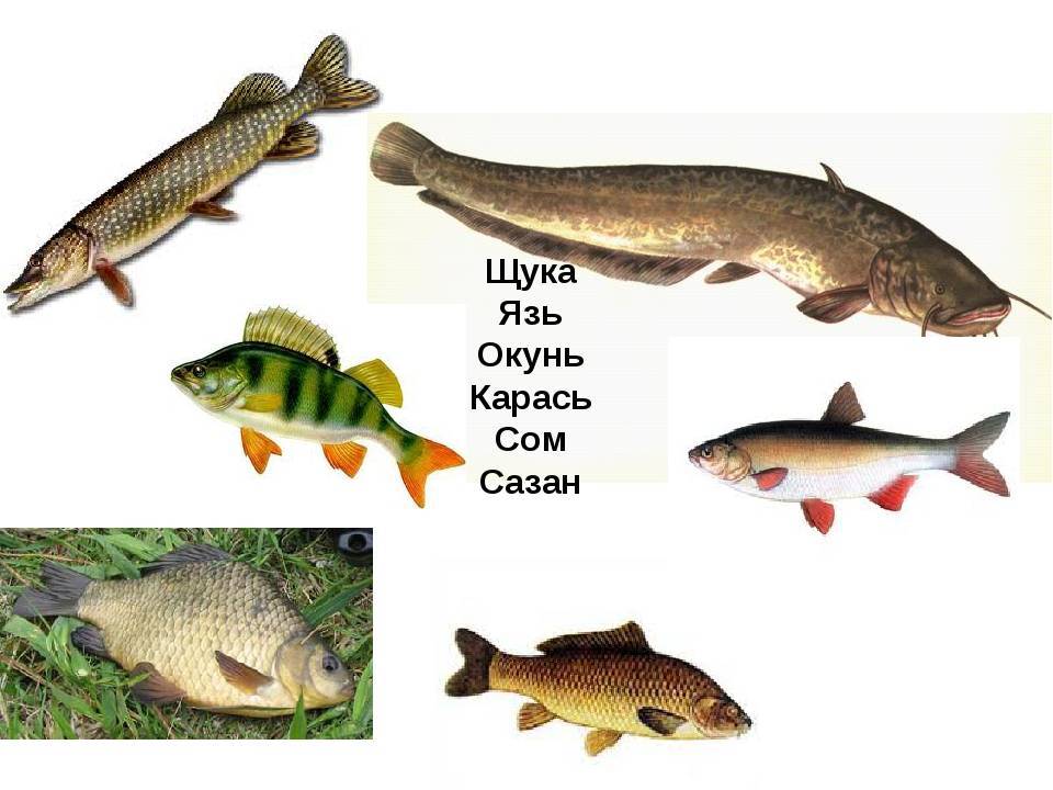 Какие взаимоотношения между окунем и щукой. Речные рыбы. Рыбы обитающие в реке. Рыбы средней полосы. Хищные Пресноводные рыбы.