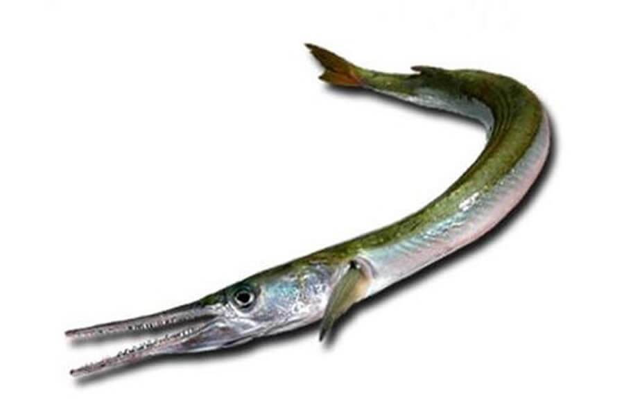 Сарган тихоокеанский фото и описание – каталог рыб, смотреть онлайн