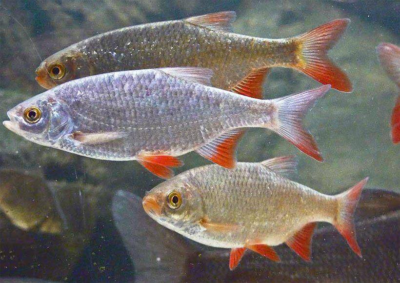 Рыба «красноперка» фото и описание
