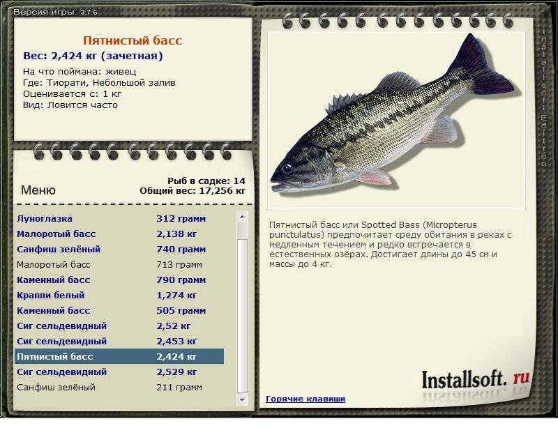 Рыба «Басс пятнистый» фото и описание