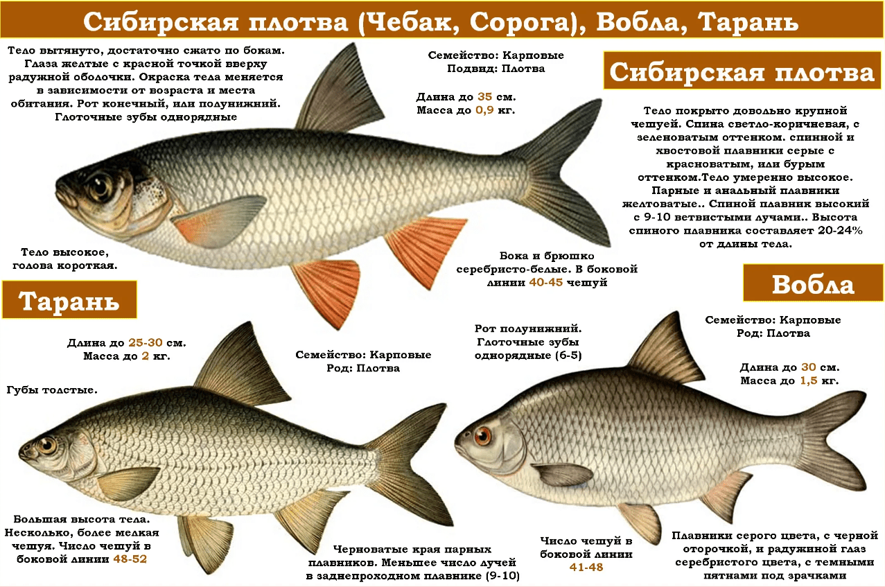 Рыба красноглазка — где водится, что это за вид, краткое описание, особенности ловли