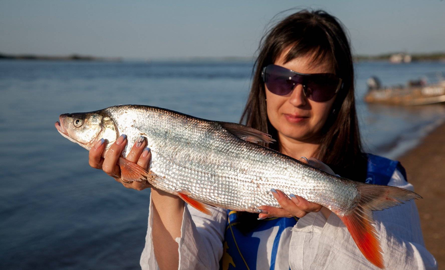 Сом краснохвостый фото и описание – каталог рыб, смотреть онлайн