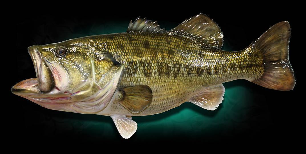 Рыба «Басс большеротый» фото и описание