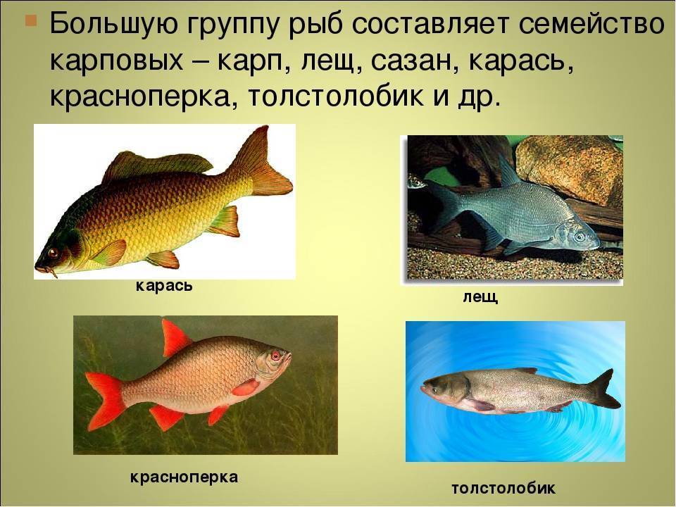 Карп кои рыба. образ жизни и среда обитания карпа кои | животный мир