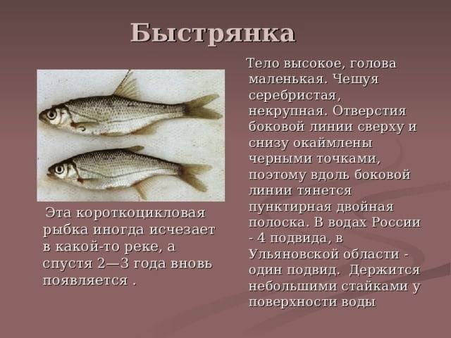 Пелядь фото и описание – каталог рыб, смотреть онлайн