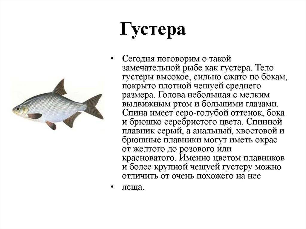 Рыба густера: описание, места обитания, способы ловли
