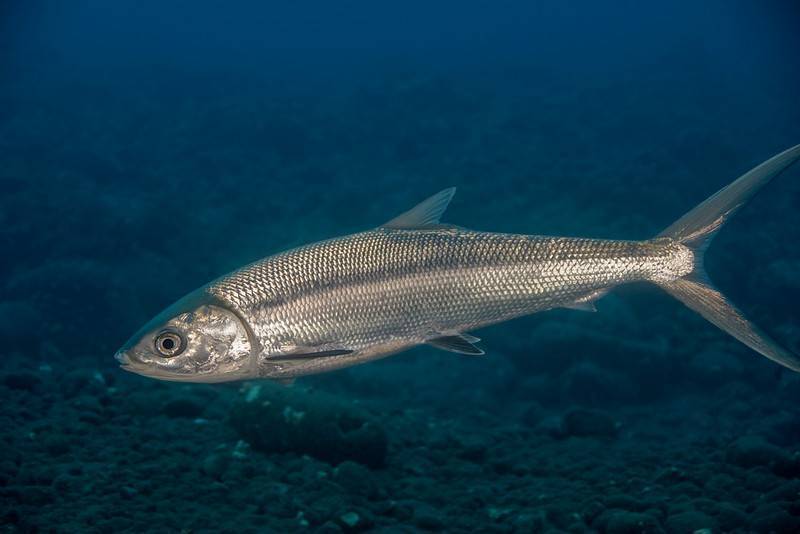 Рыба «каменный окунь-зебра» фото и описание
