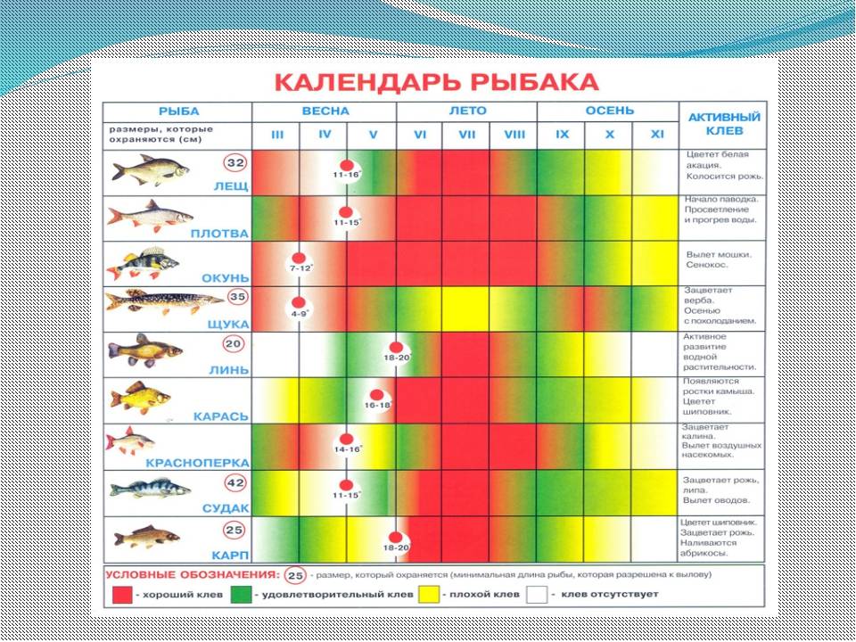 Когда клюет щука: в какое время лучше ловить, активность щуки по месяцам