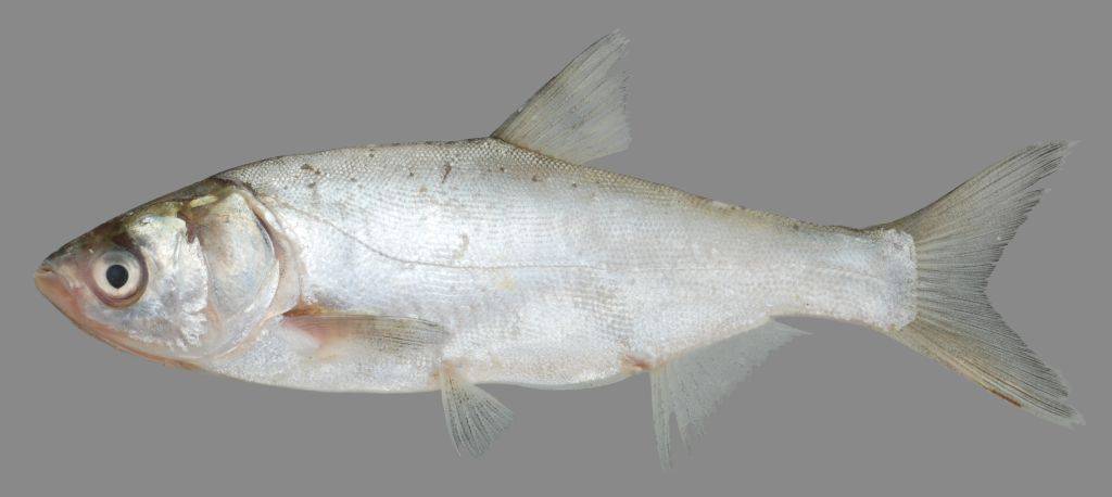 Толстолоб пестрый фото и описание – каталог рыб, смотреть онлайн