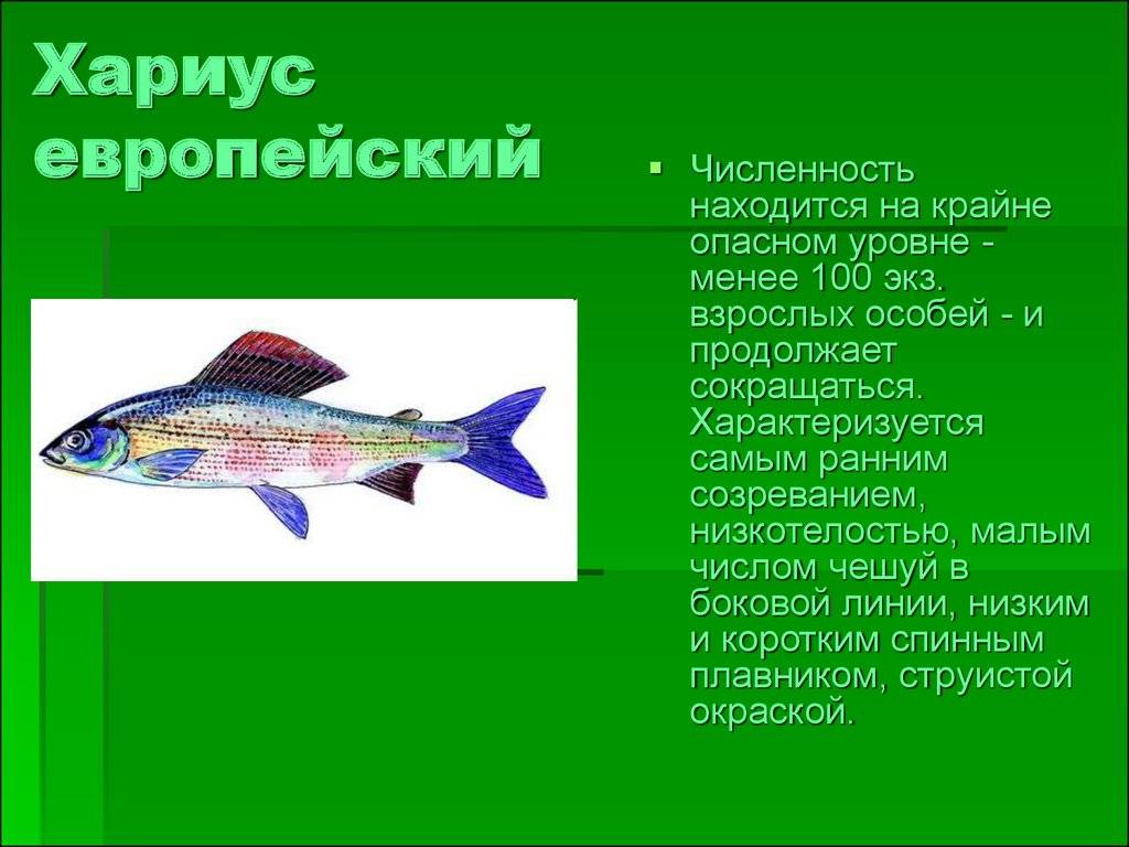 Рыба хариус: где водится, чем питается, на что ловят и как готовят хариуса