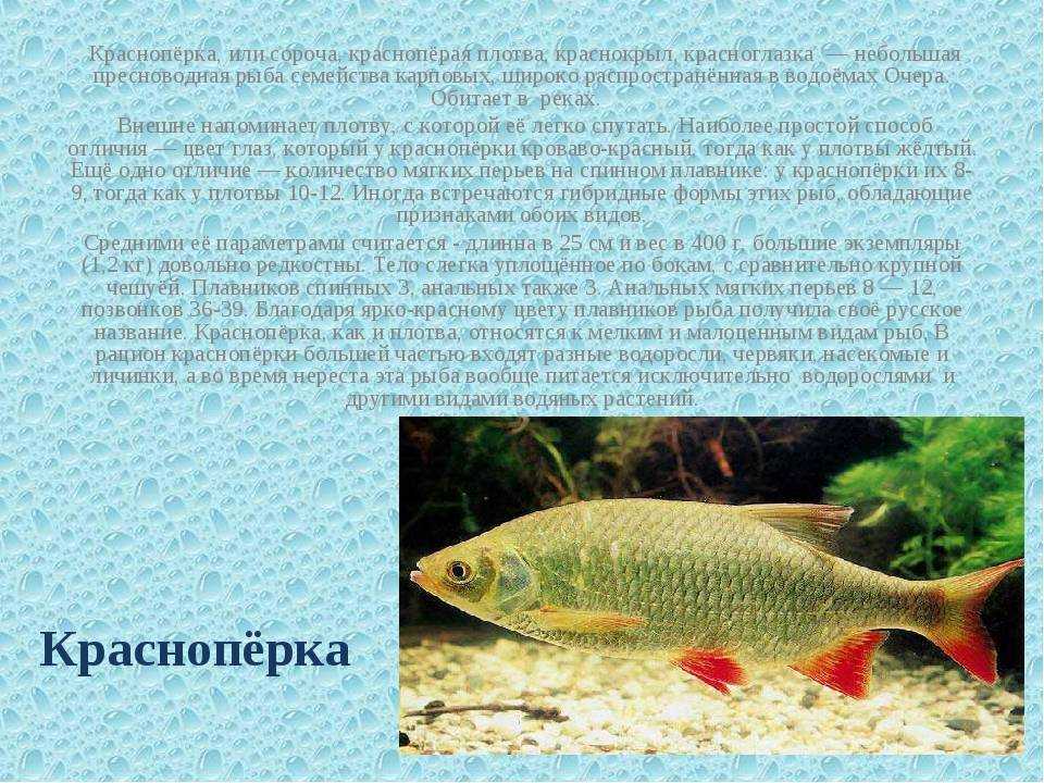 Рыба красноперка: как выглядит, образ жизни, виды (морская, пресноводная)_ | kupilovi.ru