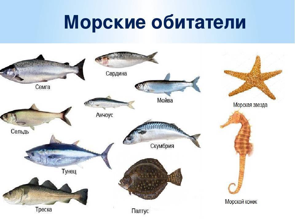 ᐉ морские рыбы: название, описание и фото самых популярных разновидностей обитателей морских глубин - zoovet24.ru