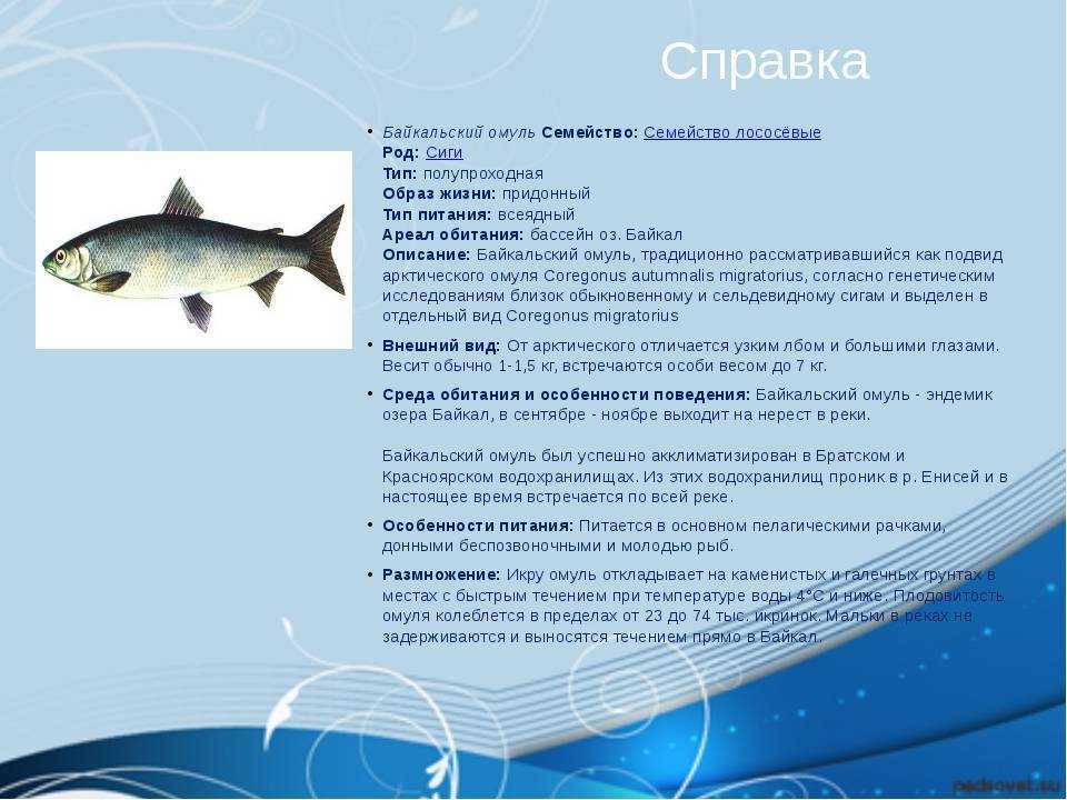 Рыба корюшка: фото и описание