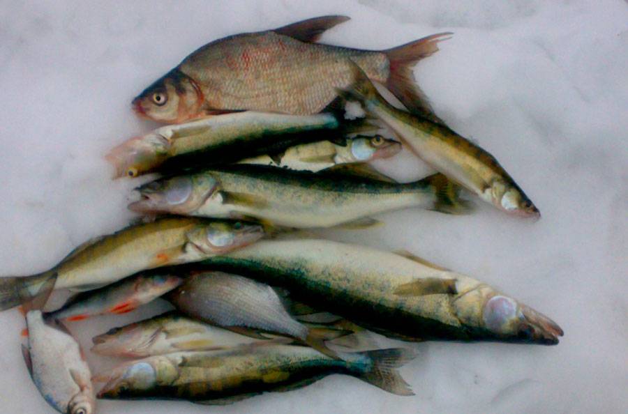 Рыбалка на Яузском водохранилище