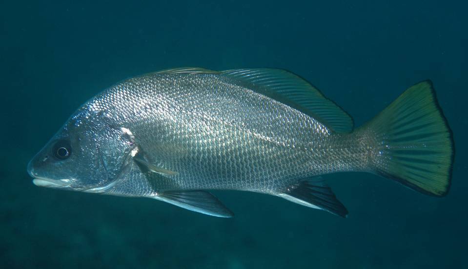 Горбыль тёмный фото и описание – каталог рыб, смотреть онлайн