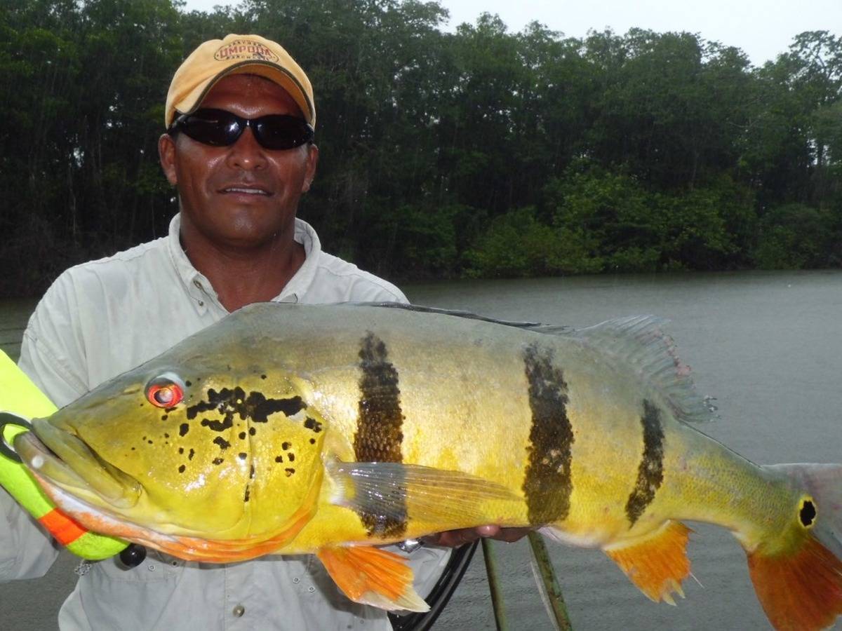 Рыба «павлиний окунь гигантский» фото и описание