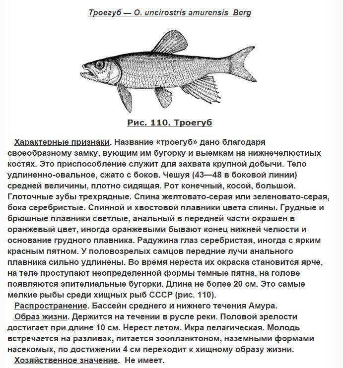Лаврак полосатый фото и описание – каталог рыб, смотреть онлайн