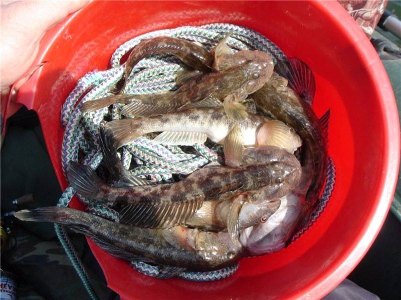 Ловля бычка на азовском море