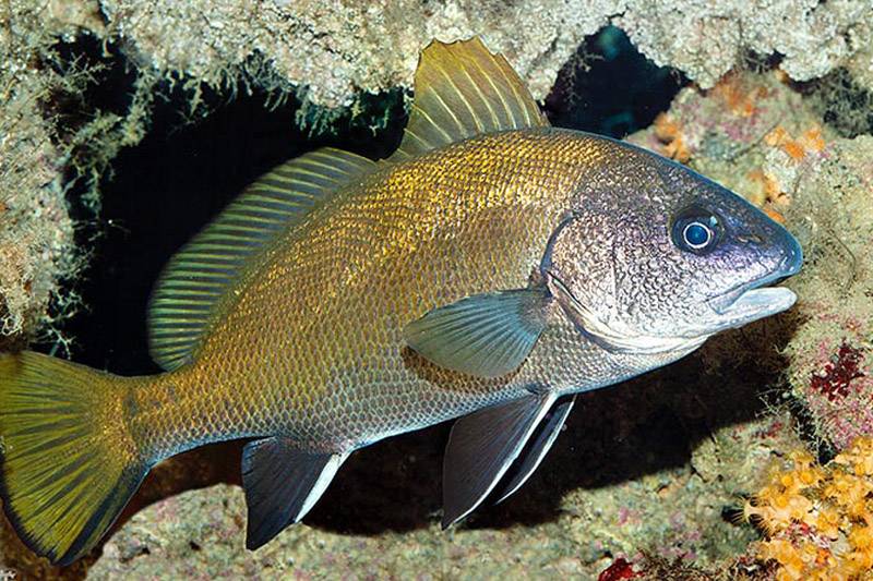 Горбыль орлиный фото и описание – каталог рыб, смотреть онлайн