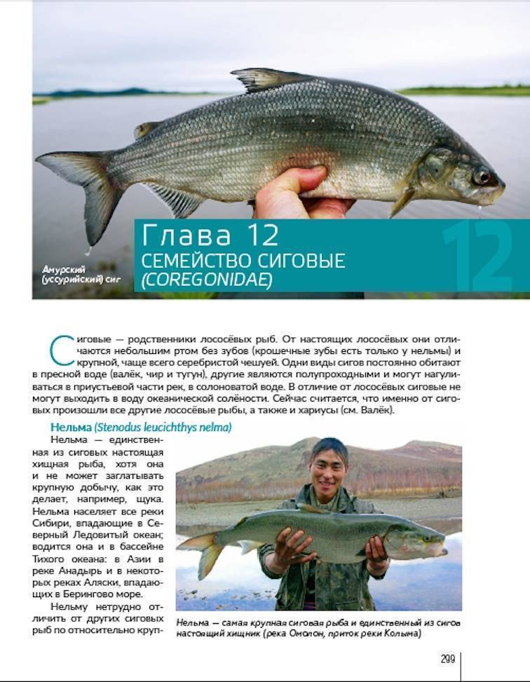 Бопс фото и описание – каталог рыб, смотреть онлайн