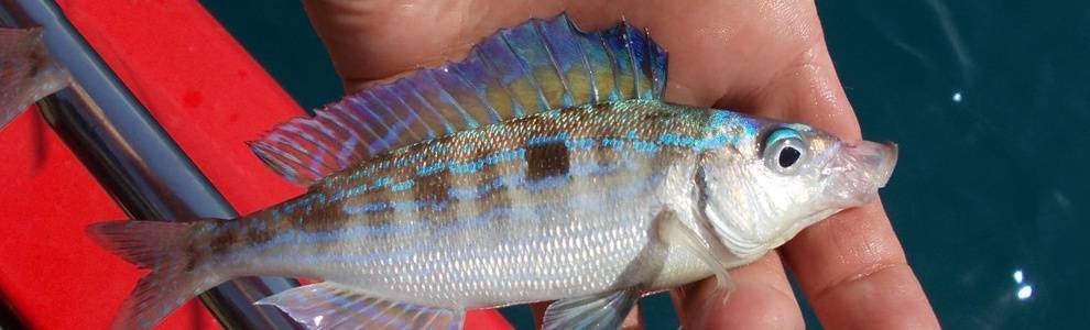 Морской окунь мраморный фото и описание – каталог рыб, смотреть онлайн