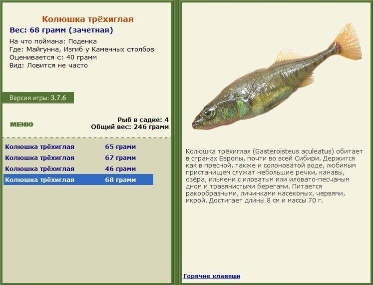 Памятник блокадной колюшке в крондштадте: трёхиглая колюшка