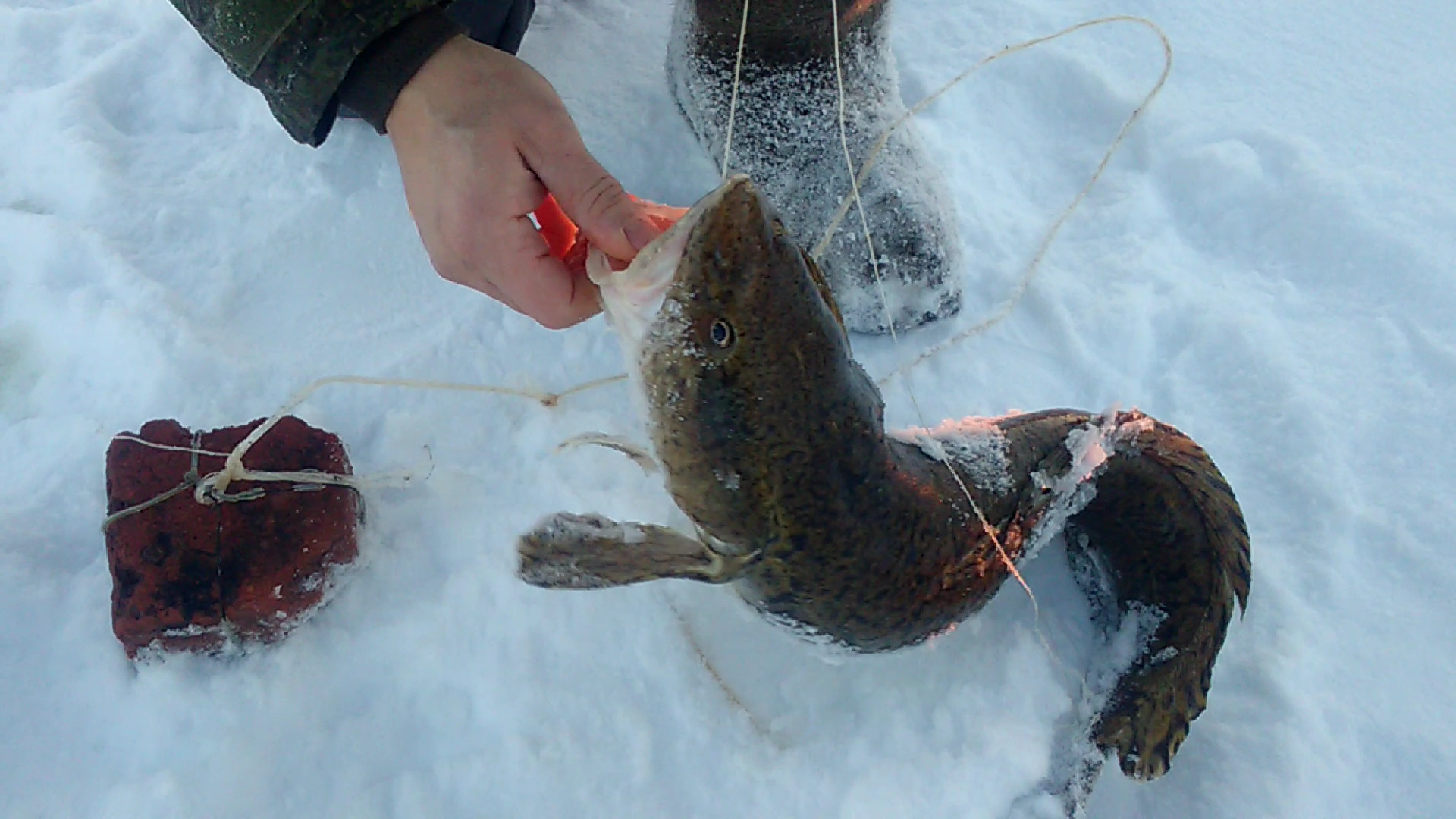 Рыбалка по енисею зимой на налима