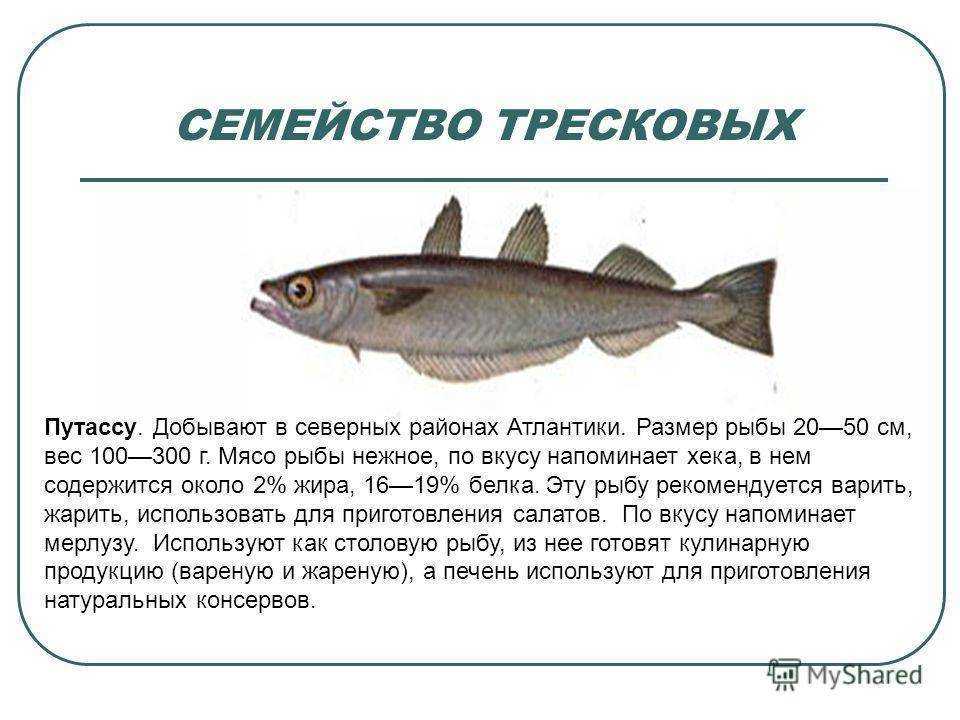 Виды и описание рыб семейства тресковых