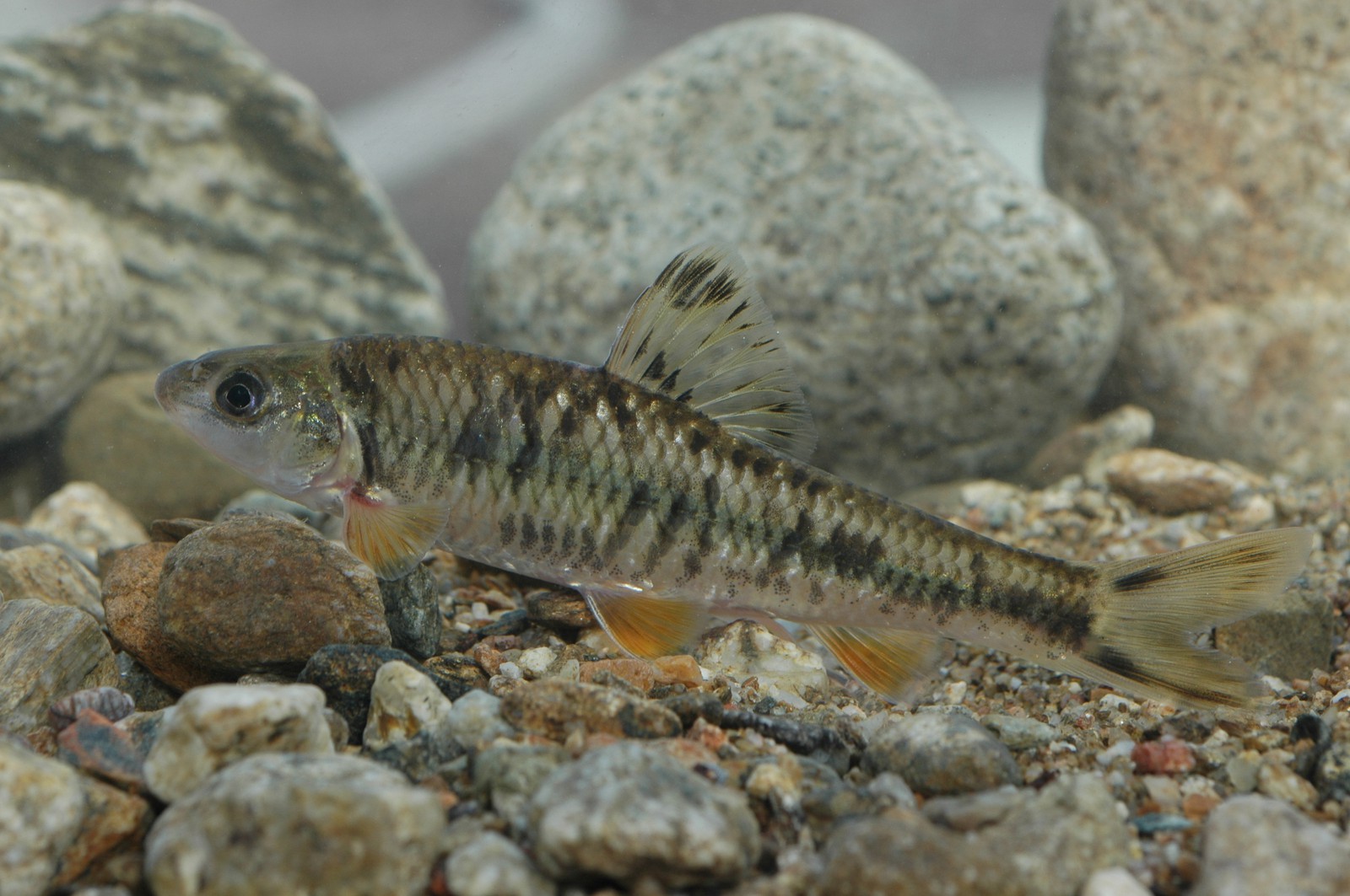 Рыба «пескарь обыкновенный» фото и описание