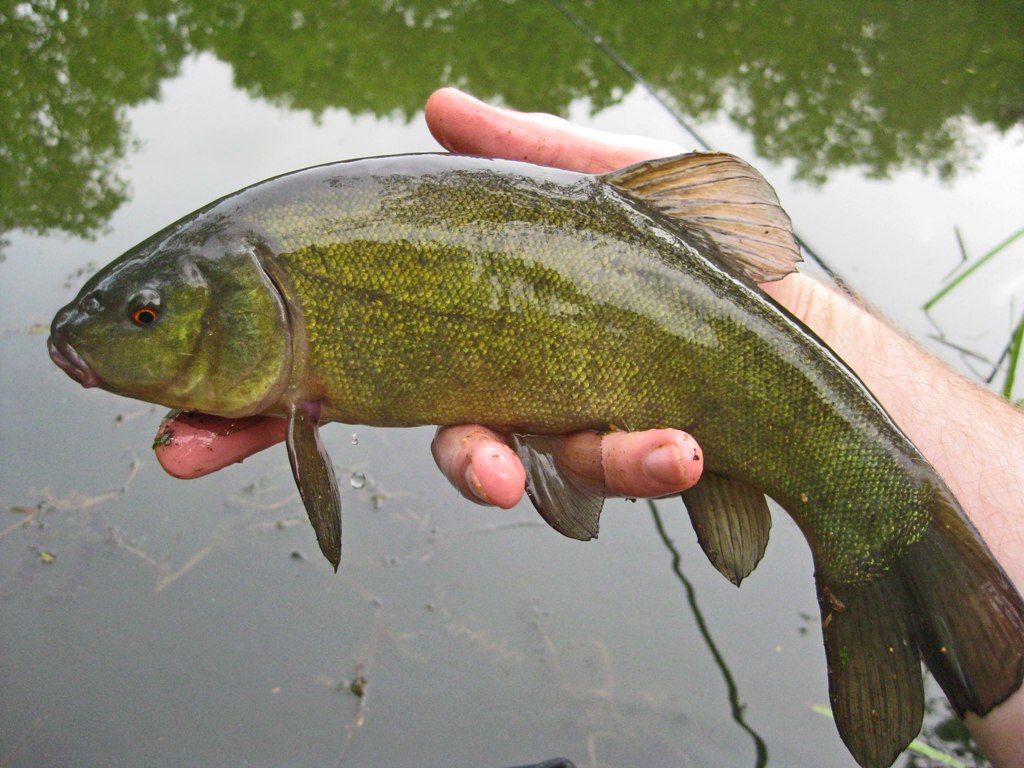 Рыба линь: на что лучше клюет, как правильно ловить на удочку летом