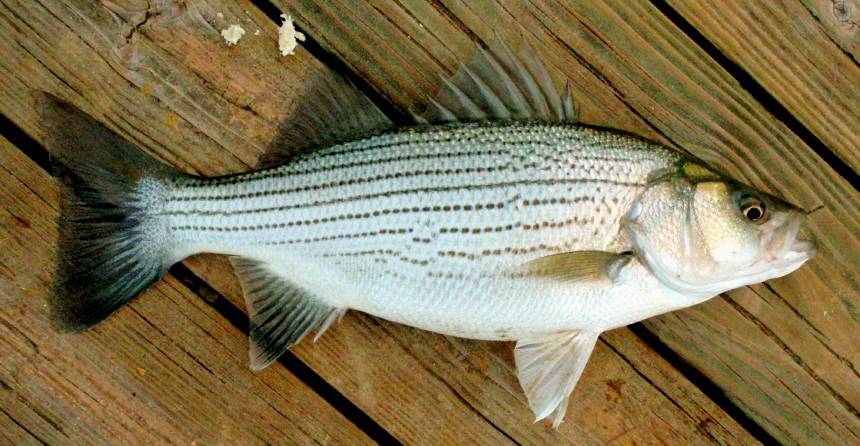 Пузанок фото и описание – каталог рыб, смотреть онлайн