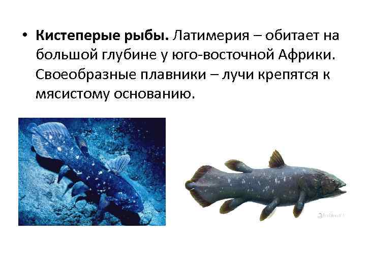 Где обитает латимерия: описание кистеперой рыбы, сохранившейся благодаря естественному отбору