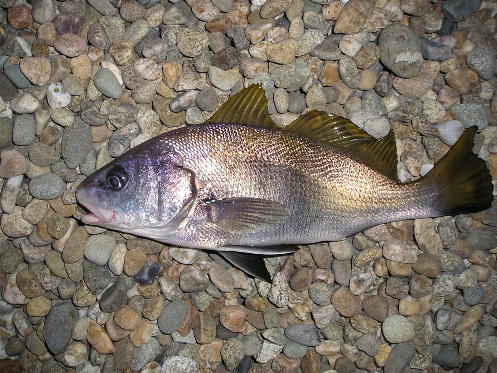 Рыба «горбыль светлый» фото и описание