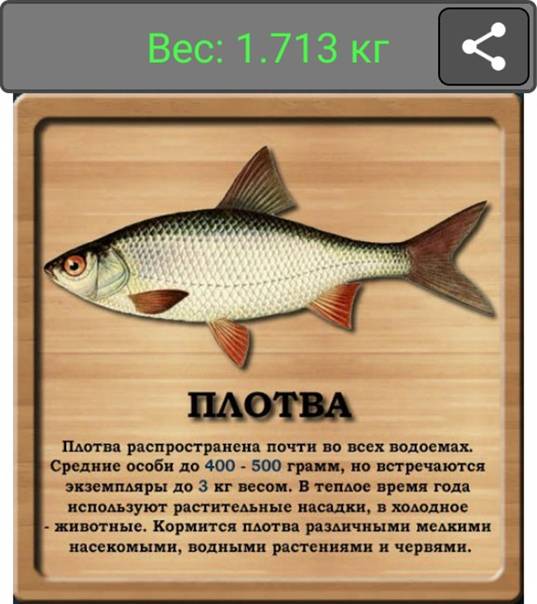 Чебак: что за рыба и как её ловить