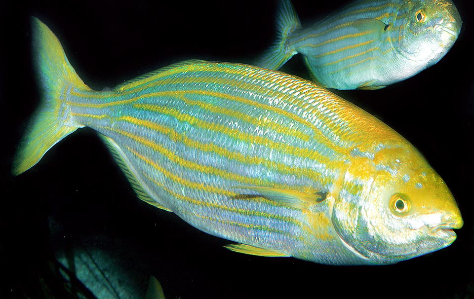 Страх и ненависть в древнем риме: галлюциногенная рыба, которой упарывались в античности