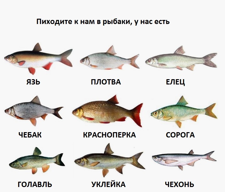 Рыба «елец сибирский» фото и описание