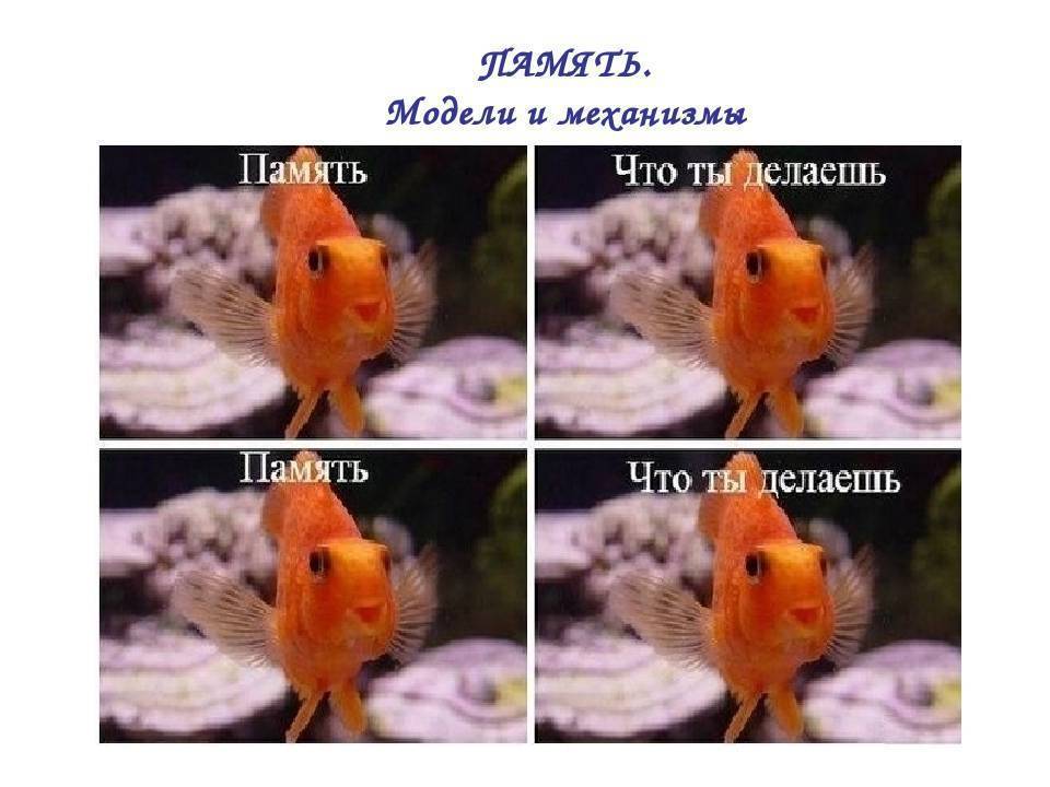 Память у рыб