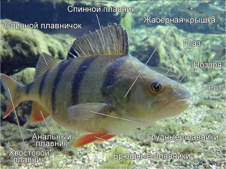 Окунь китайский фото и описание – каталог рыб, смотреть онлайн