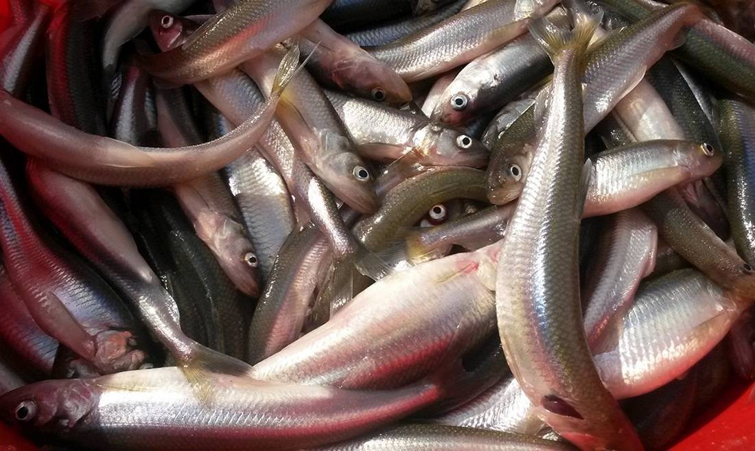 Корюшка: где водится и чем питается рыба, как ловить, снасти, фото