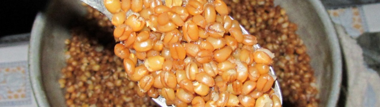 Какая рыба клюет на пшеницу: как правильно ее запарить и насажать