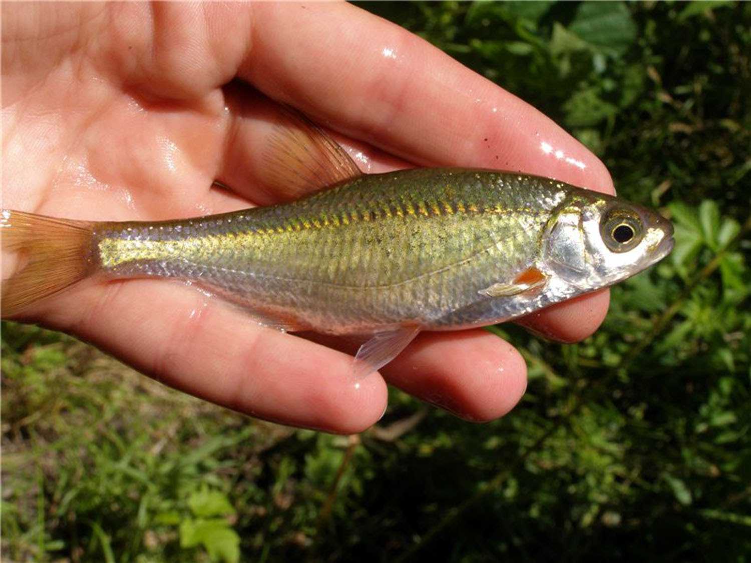 Рыба быстрянка: описание вида и что сделать чтобы поймать ее