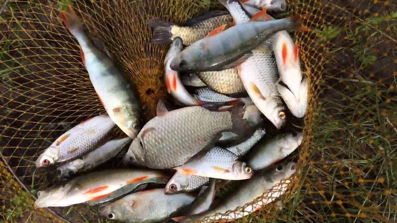 Рыбалка в башкирии: по месяцам, какая рыба водится, отзывы