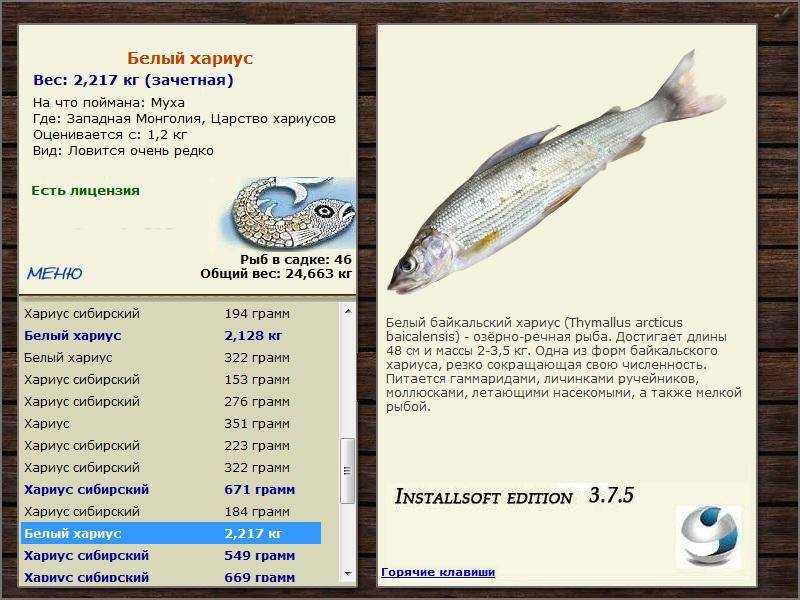 Белая рыба: список названий видов и их подробное описание