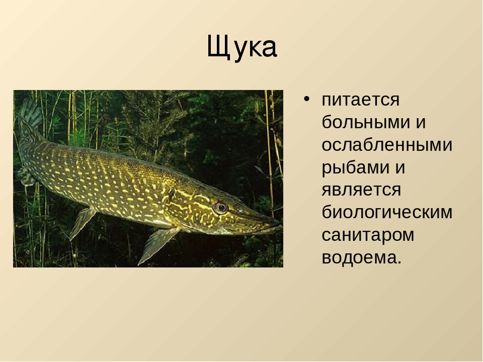 Щука - 86 фото самой знаменитой и опасной пресноводной хищницы