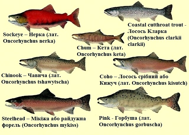 Чем отличаются лосось и семга: описание и приготовление