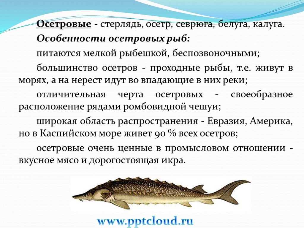 Стерлядь